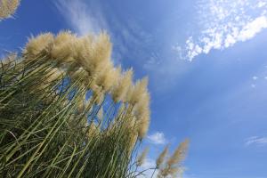 Pampas grass