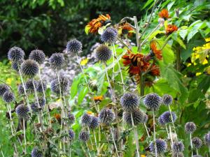 Globe thistle