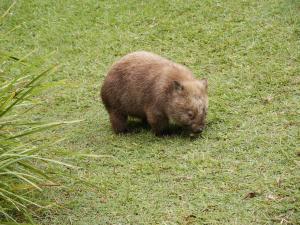 Wombat