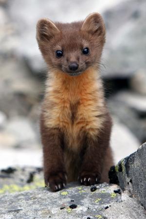 American marten