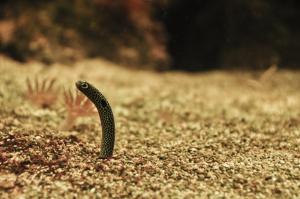 Garden eel