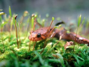 Dusky salamander