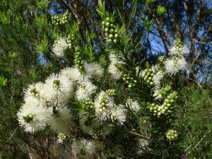 Melaleuca ericifolia