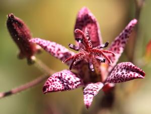 Tricyrtis hirta