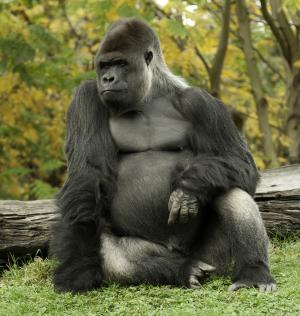 Gorilla