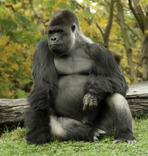 Gorilla