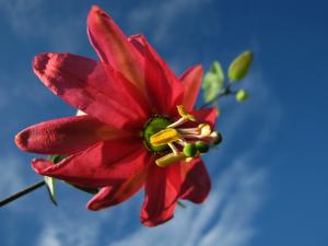 Passion flower