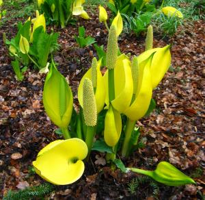 Yellow skunk cabbage