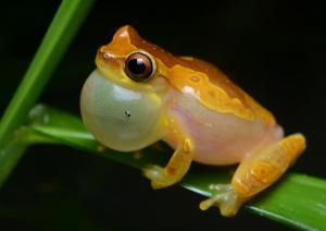 Dendropsophus ebraccatus