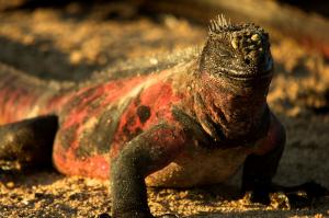 Marine iguana