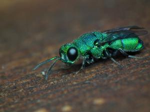 Cuckoo wasp