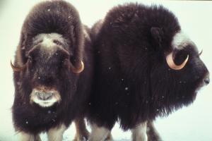 Muskox