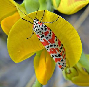 Utetheisa ornatrix