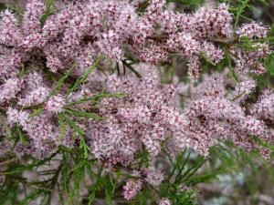 Tamarisk