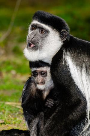 Black-and-white colobus