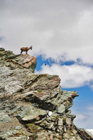 Alpine ibex