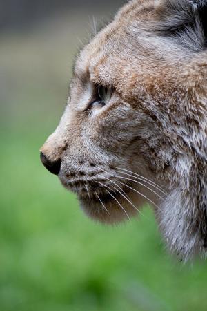 Eurasian lynx