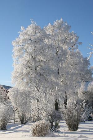 Árboles nevados