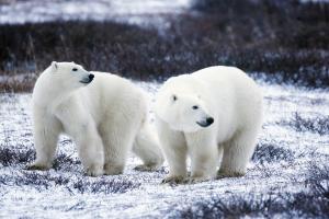 Polar bears