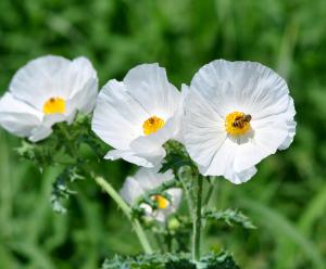 Prickly Poppy