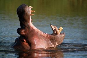 Hippopotamus