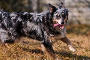 Border collie