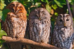 Owls