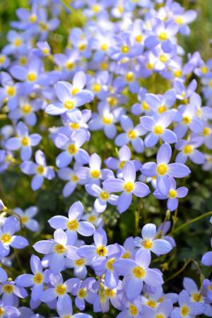 Houstonia caerulea