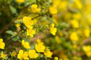 Potentilla fragarioides