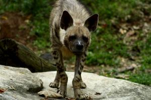 Striped hyena