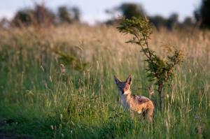 Black-backed jackal