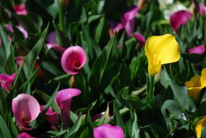 Calla Lilies