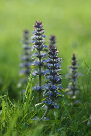 Blue bugleweed