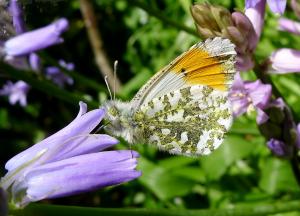 Orange Tip