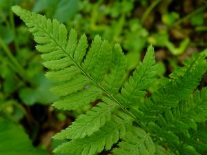 Wood fern