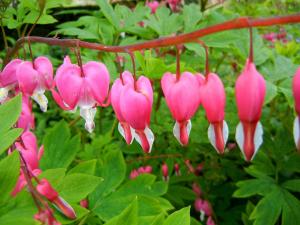 Asian bleeding-heart