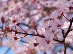 Prunus serrulata