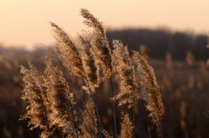 Common reed