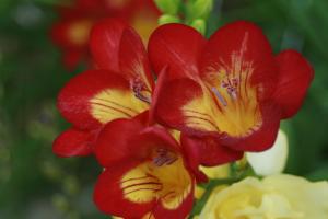 Freesia