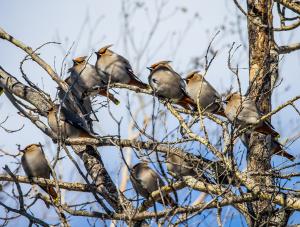 Bohemian waxwing flock