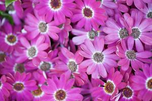 Cosmos flowers