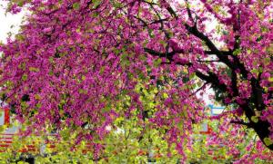 Judas tree