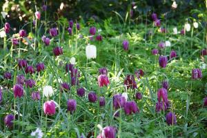 Snake's head fritillary