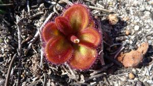 Drosera erythrorhiza