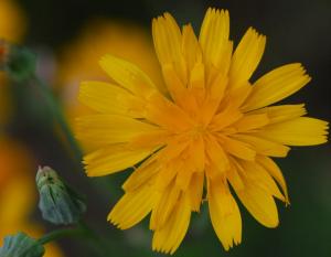 Meadow hawkweed