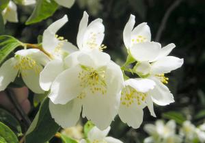 Sweet mock-orange