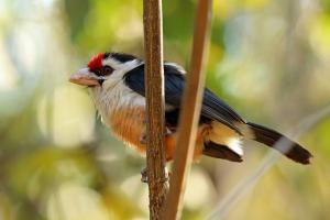 Black-backed barbet