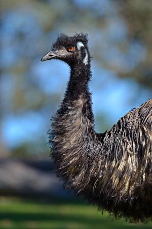 Emu