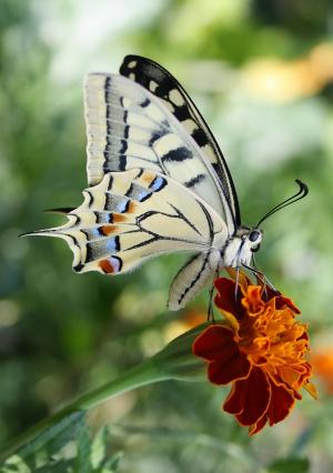 Old World Swallowtail