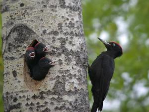 Black woodpecker